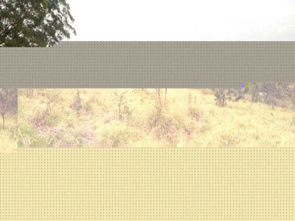 Terreno, 2 hectares - Foto 7