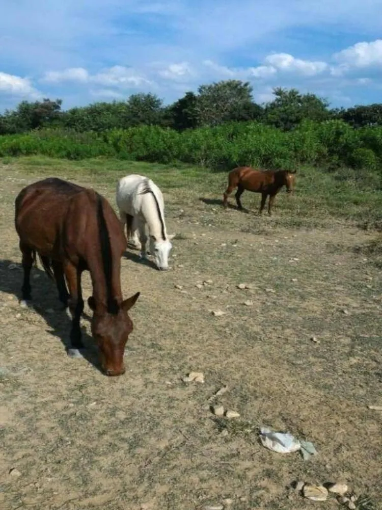 Terreno, 3 hectares - Foto 8