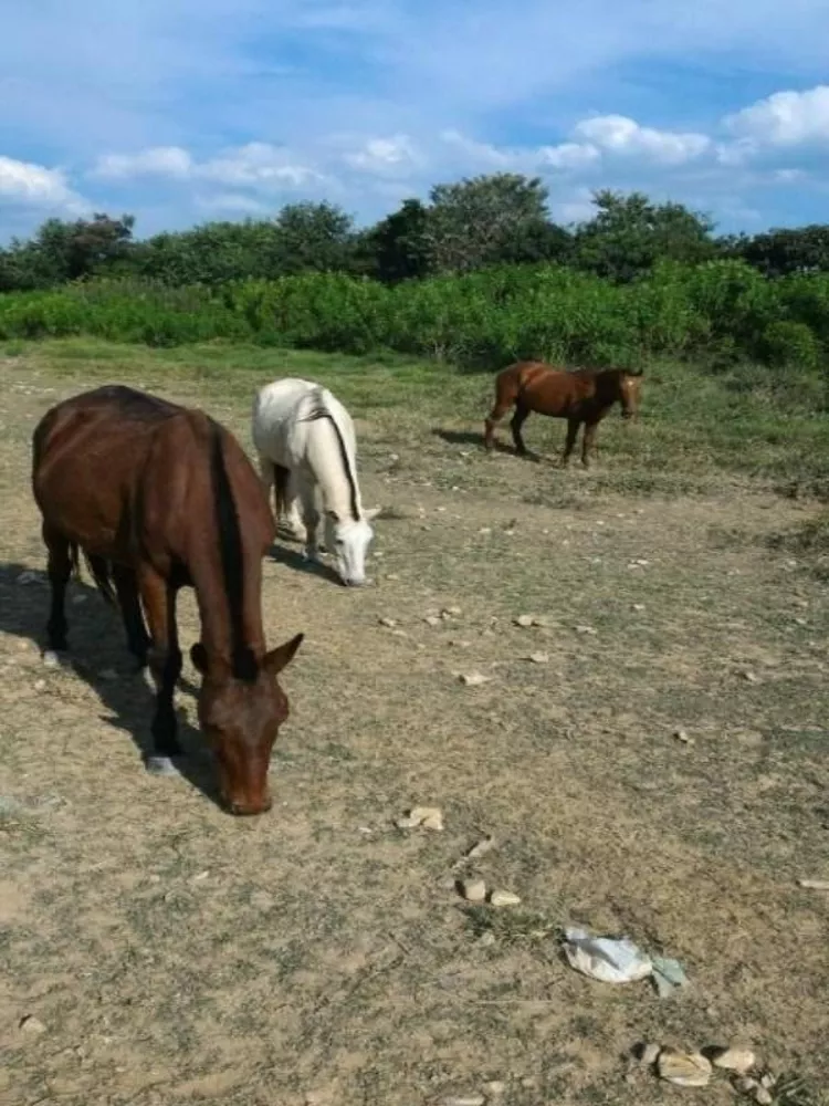 Terreno, 3 hectares - Foto 4