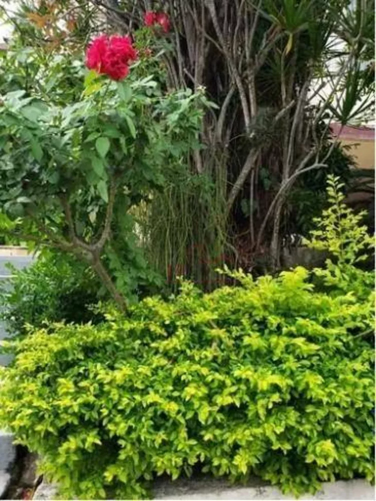 Casa, 4 quartos, 230 m² - Foto 14