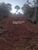 Fazenda - Foto 2