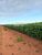Fazenda-Sítio-Chácara - Foto 6