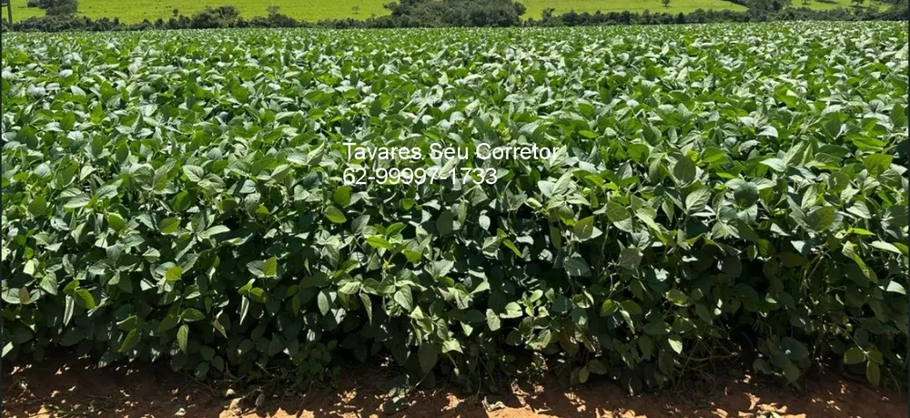 Fazenda - Foto 6