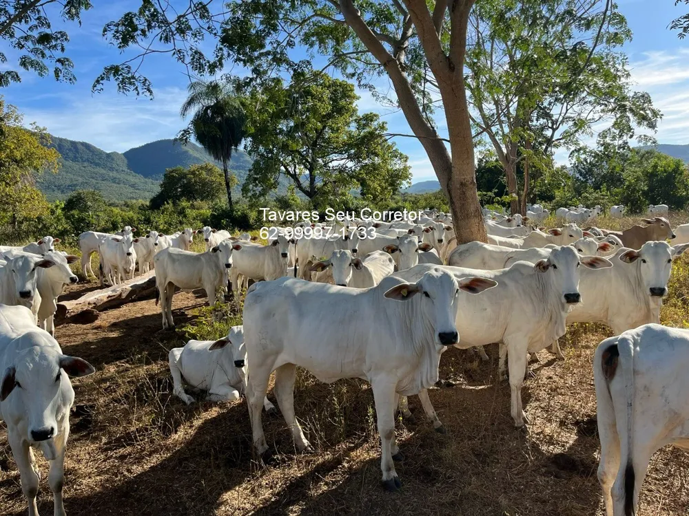Fazenda - Foto 2