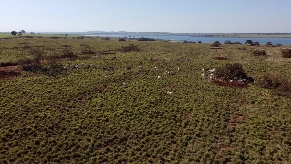 Fazenda - Foto 10