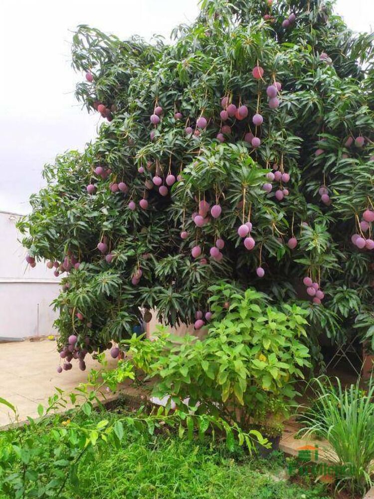 Casa, 3 quartos, 216 m² - Foto 8