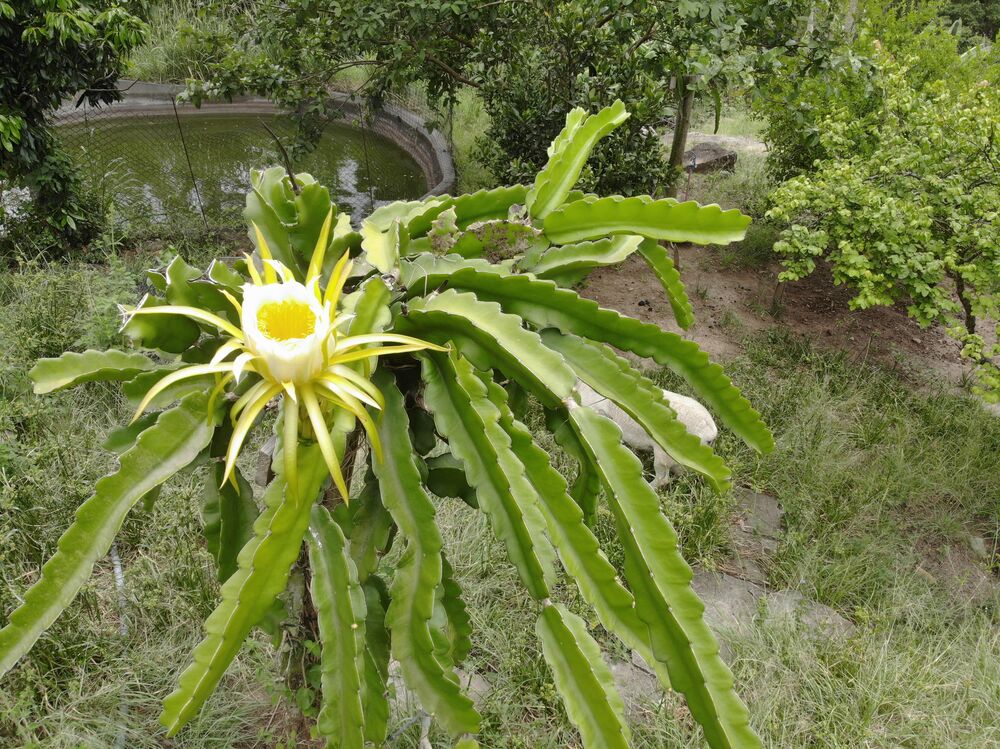 Casa, 3 quartos, 38588 m² - Foto 15