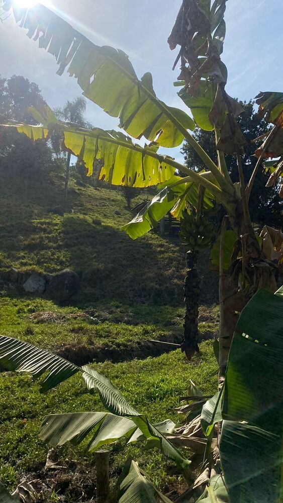 Sítio, 3 quartos, 7 hectares - Foto 43