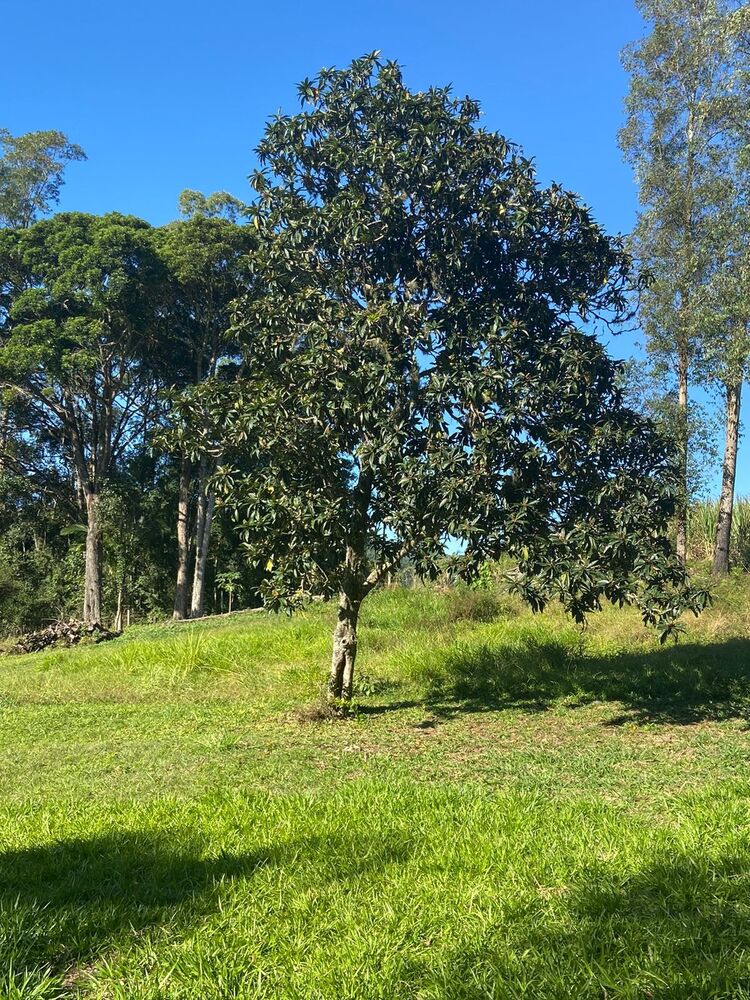 Sítio, 3 quartos, 7 hectares - Foto 41