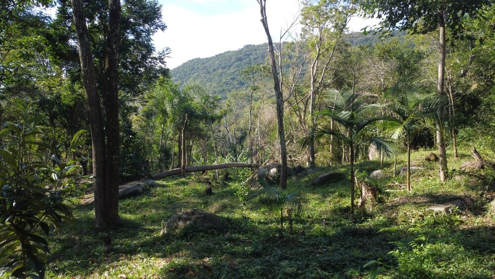 Terreno, 2 hectares - Foto 3