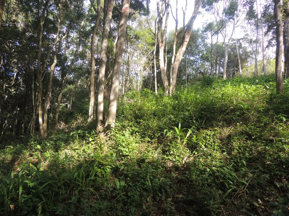 Terreno, 2 hectares - Foto 10