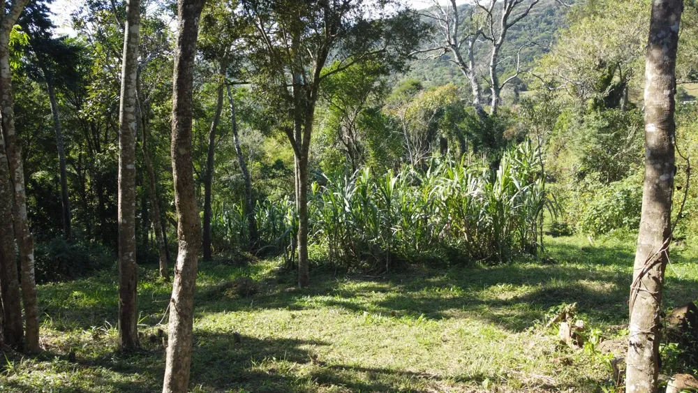 Terreno, 2 hectares - Foto 6
