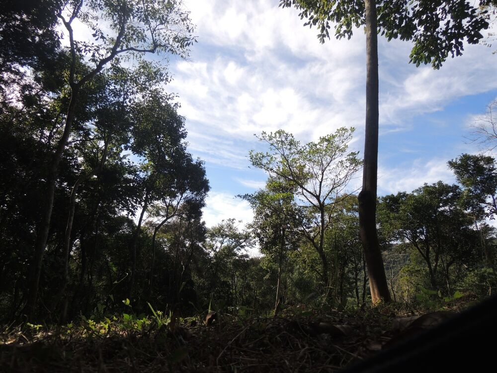 Terreno, 2 hectares - Foto 4