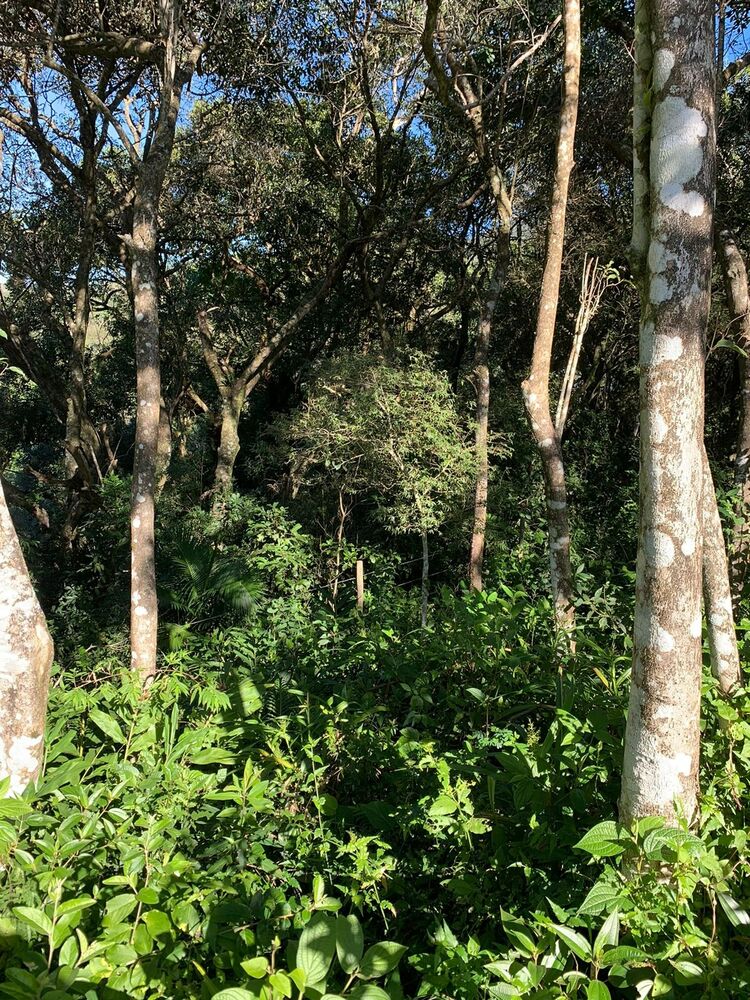 Terreno, 600 m² - Foto 3