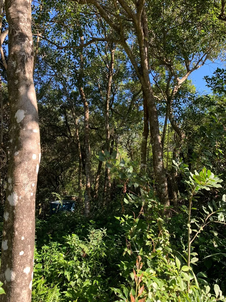 Terreno, 600 m² - Foto 4