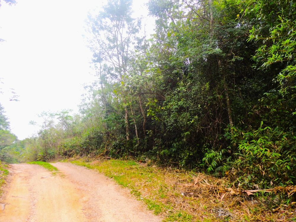 Terreno, 5 hectares - Foto 3