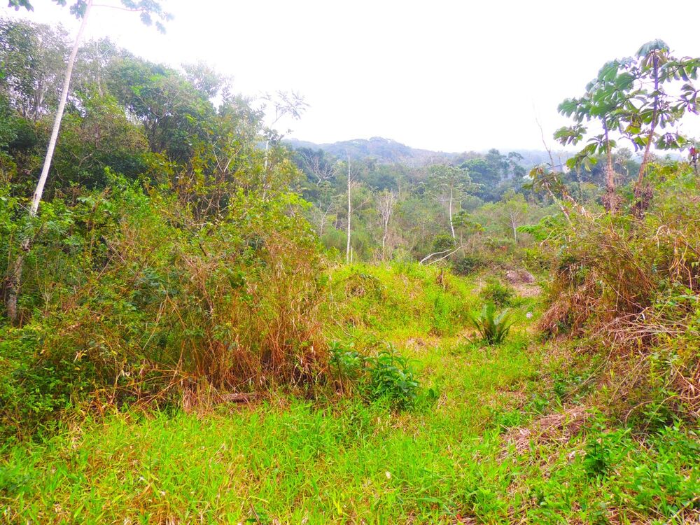 Terreno, 5 hectares - Foto 2
