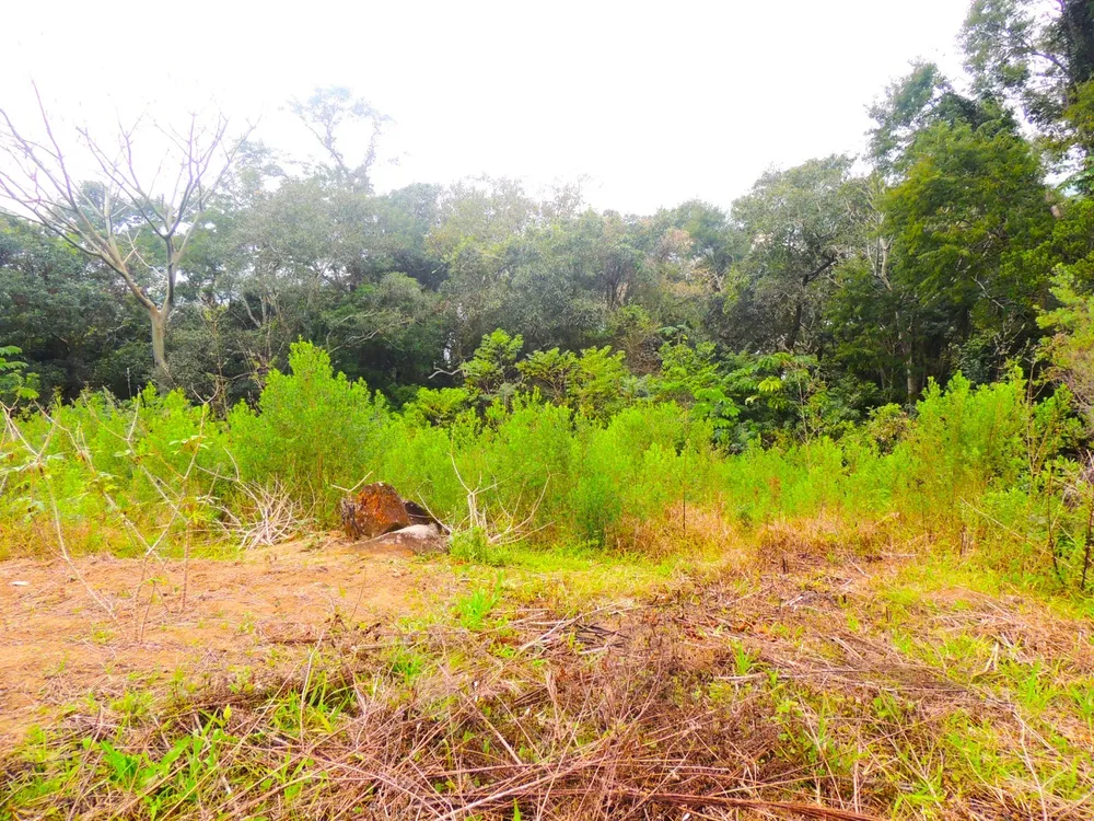 Terreno, 5 hectares - Foto 6