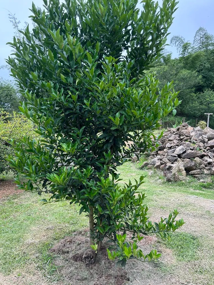 Terreno, 3250 m² - Foto 12