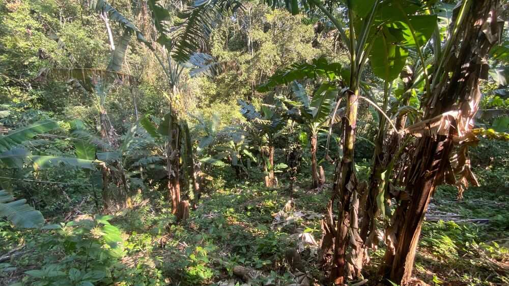 Terreno, 17 hectares - Foto 4