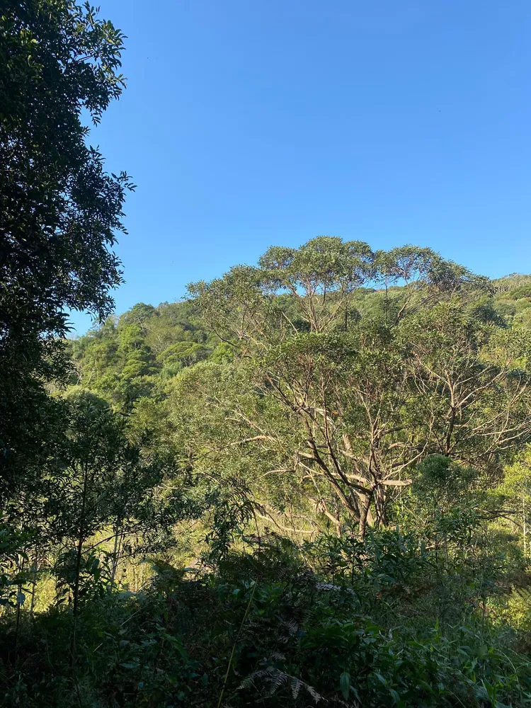 Terreno, 17 hectares - Foto 14