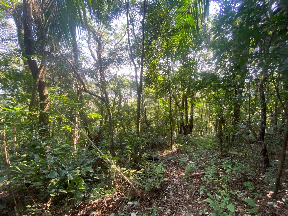 Terreno, 17 hectares - Foto 2