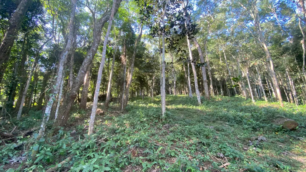 Terreno, 17 hectares - Foto 11