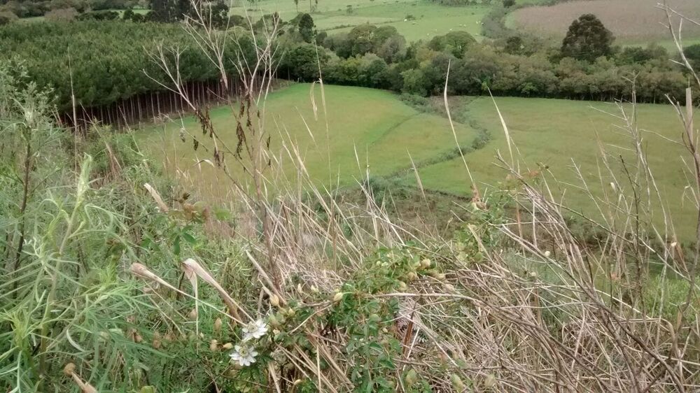 Terreno, 13 hectares - Foto 1