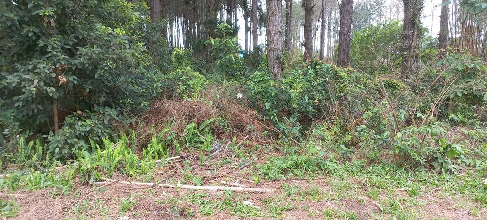 Terreno, 265 m² - Foto 3