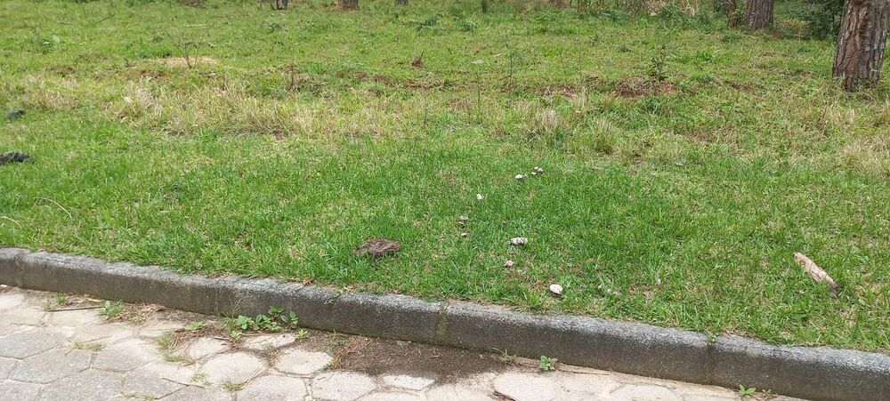 Terreno, 265 m² - Foto 4