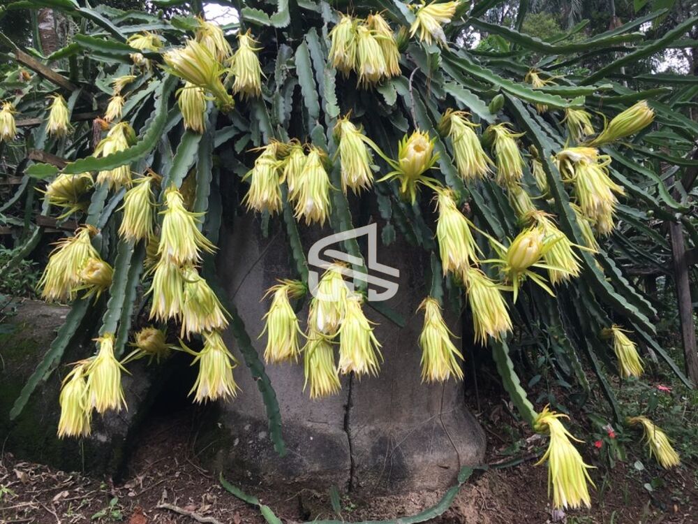 Terreno, 10000 m² - Foto 13