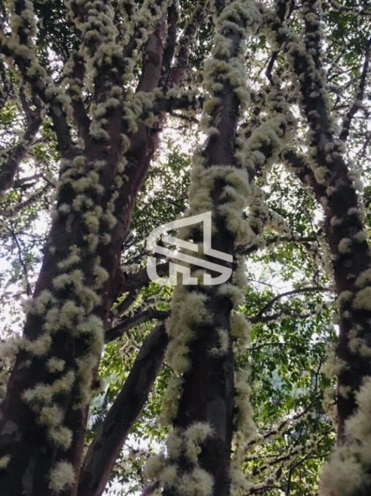 Terreno, 10000 m² - Foto 15