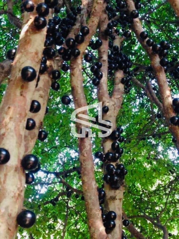 Terreno, 10000 m² - Foto 16