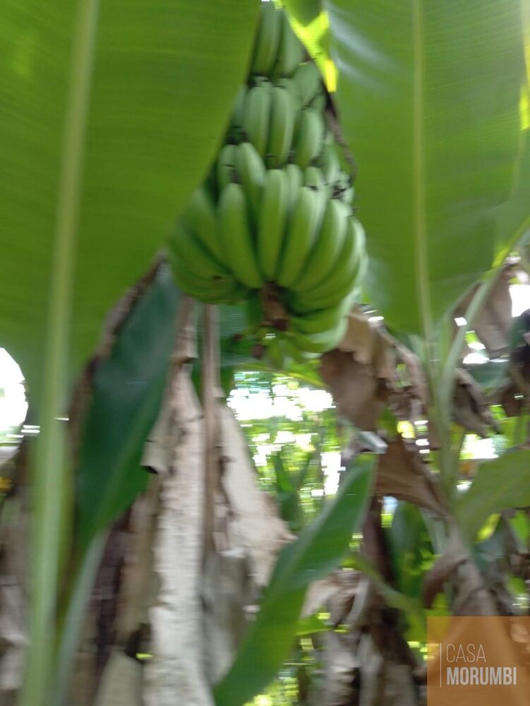 Sítio, 2 quartos, 12 hectares - Foto 19