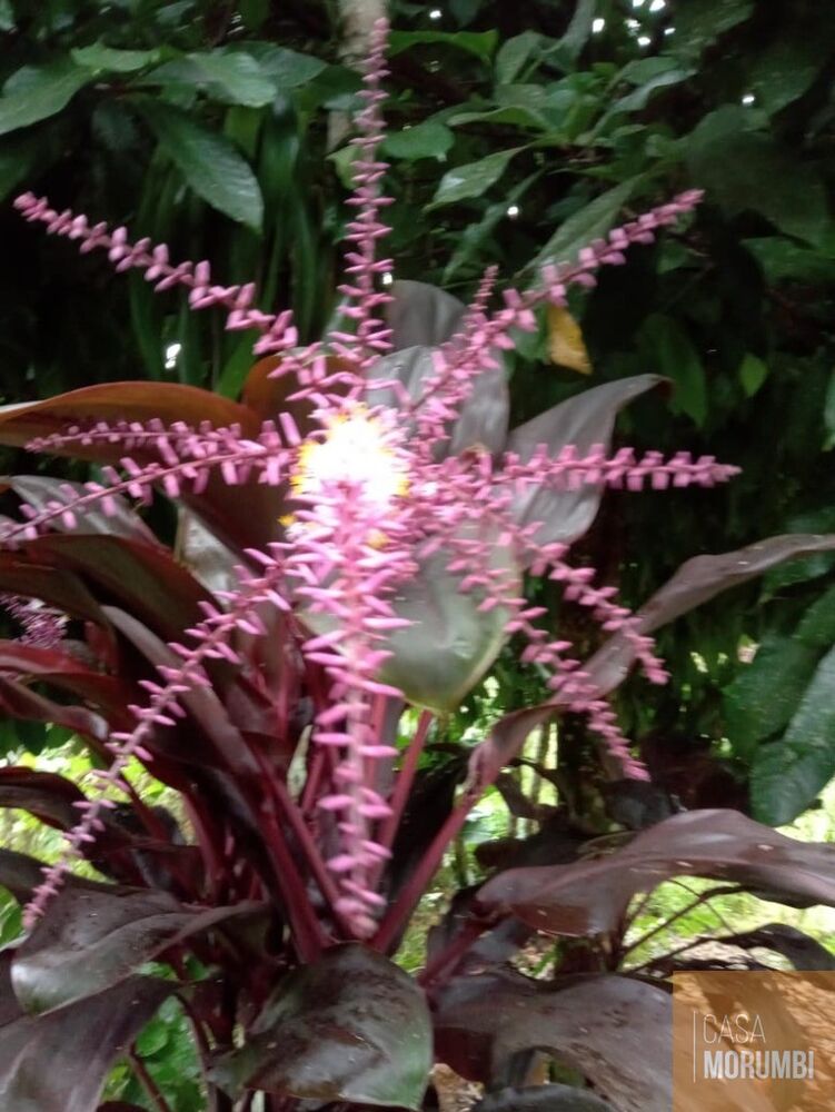 Sítio, 2 quartos, 12 hectares - Foto 8