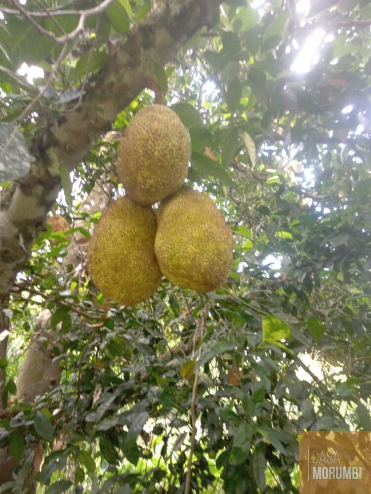 Sítio, 2 quartos, 12 hectares - Foto 17