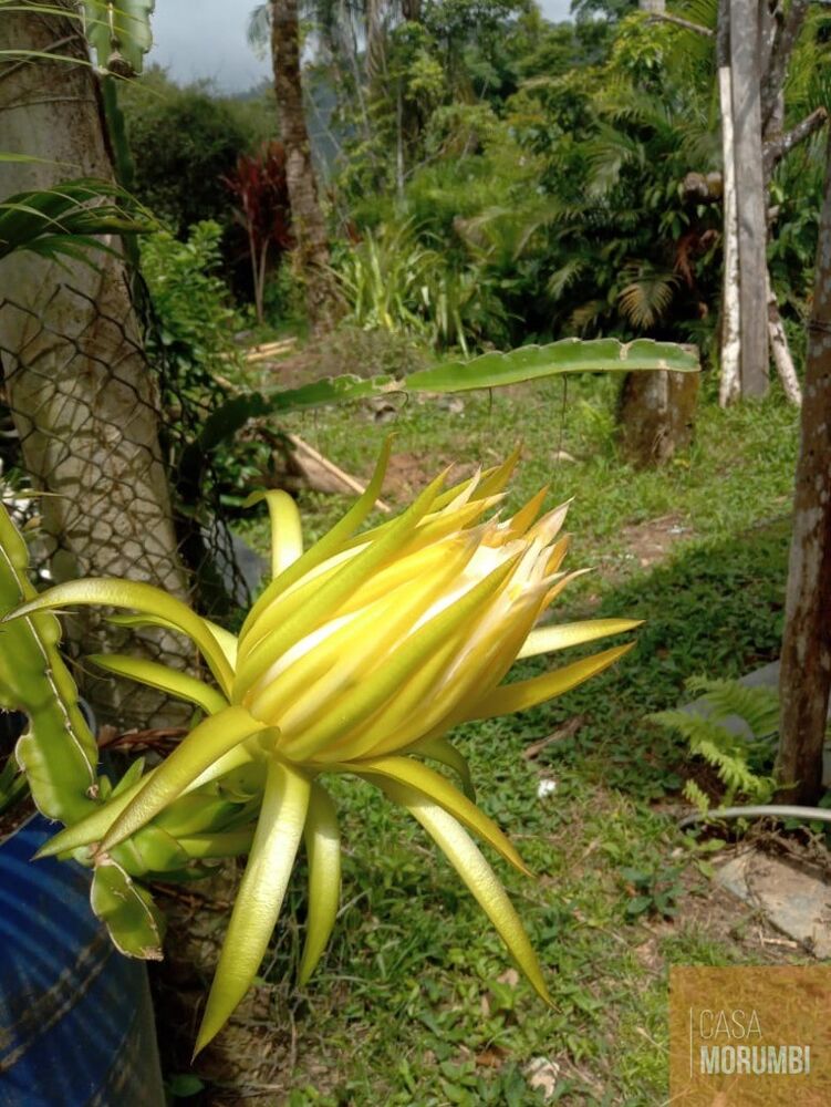 Sítio, 2 quartos, 12 hectares - Foto 18