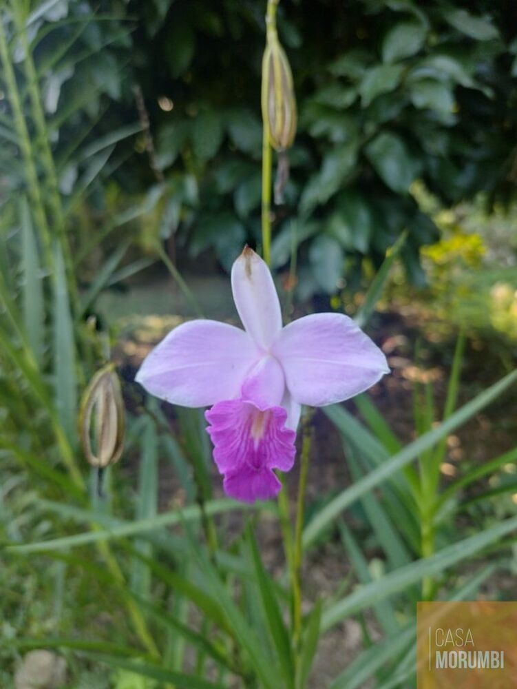 Sítio, 2 quartos, 12 hectares - Foto 5