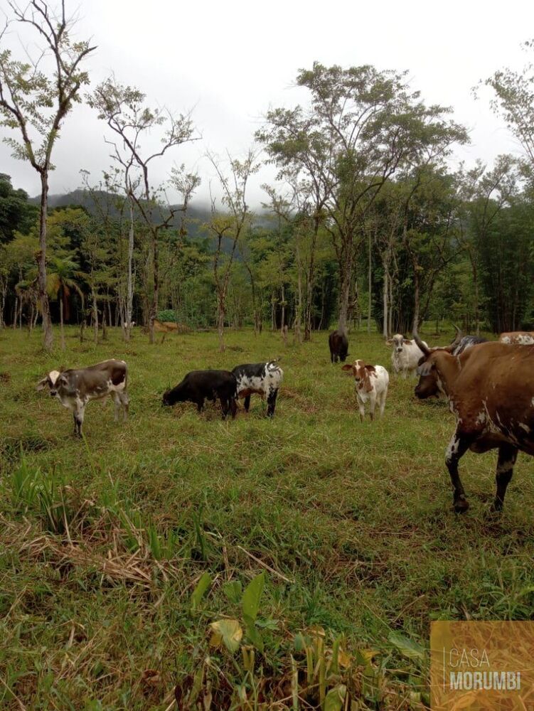 Sítio, 2 quartos, 12 hectares - Foto 16