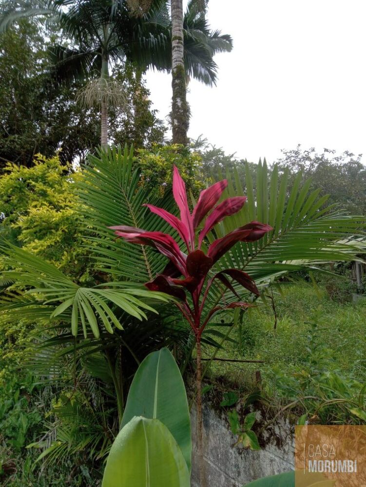 Sítio, 2 quartos, 12 hectares - Foto 10