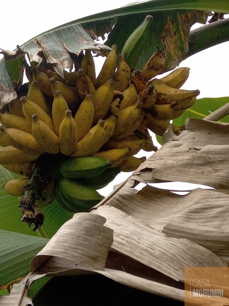 Sítio, 2 quartos, 12 hectares - Foto 21