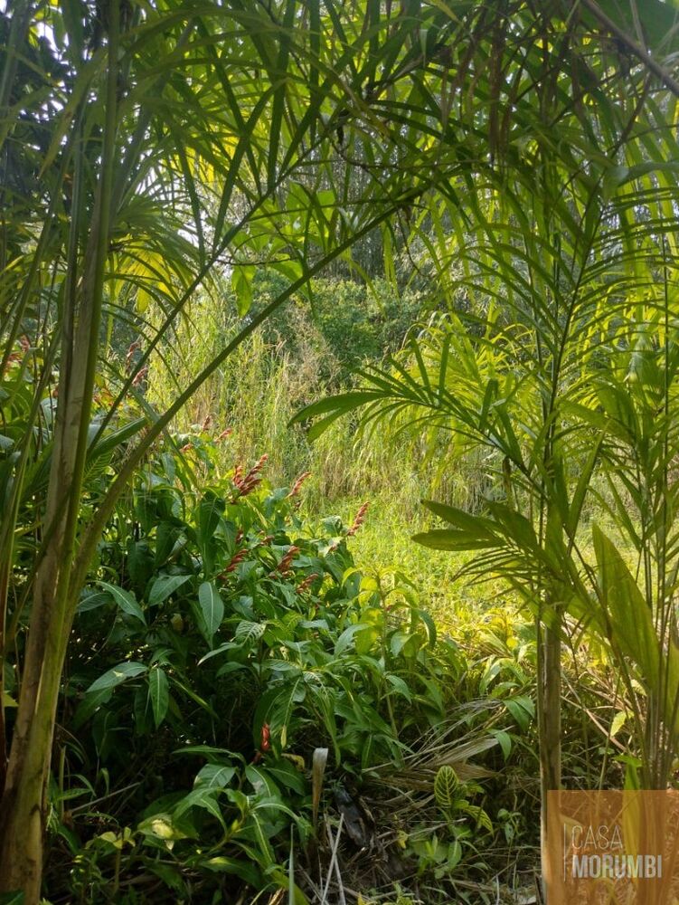 Sítio, 2 quartos, 12 hectares - Foto 6