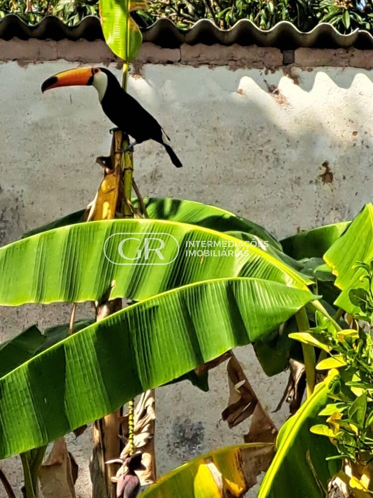 Chácara, 4 quartos - Foto 4