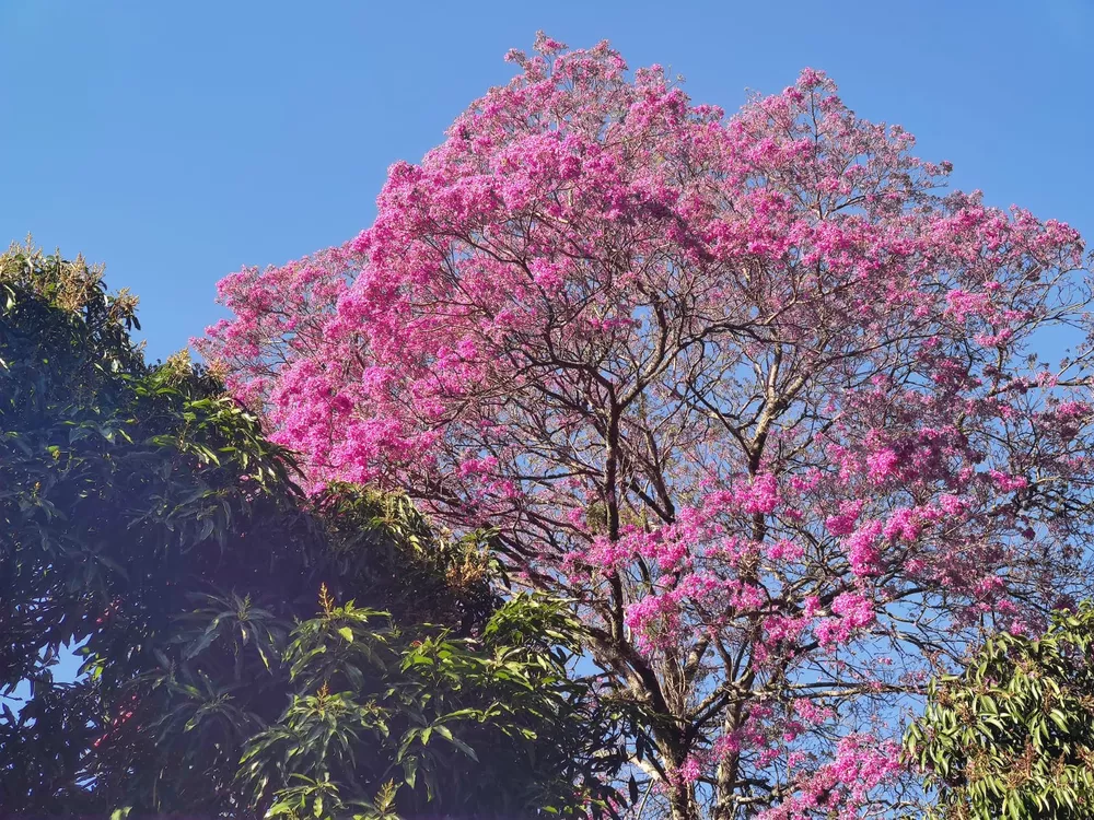 Sítio, 4 quartos, 6500 m² - Foto 20