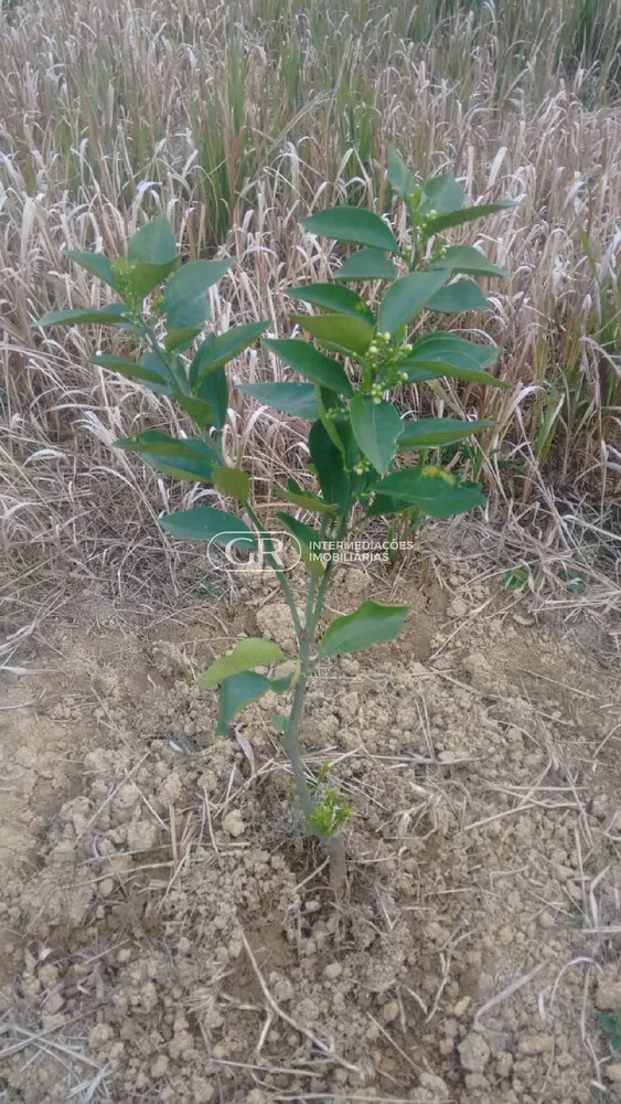 Terreno, 1500 m² - Foto 6