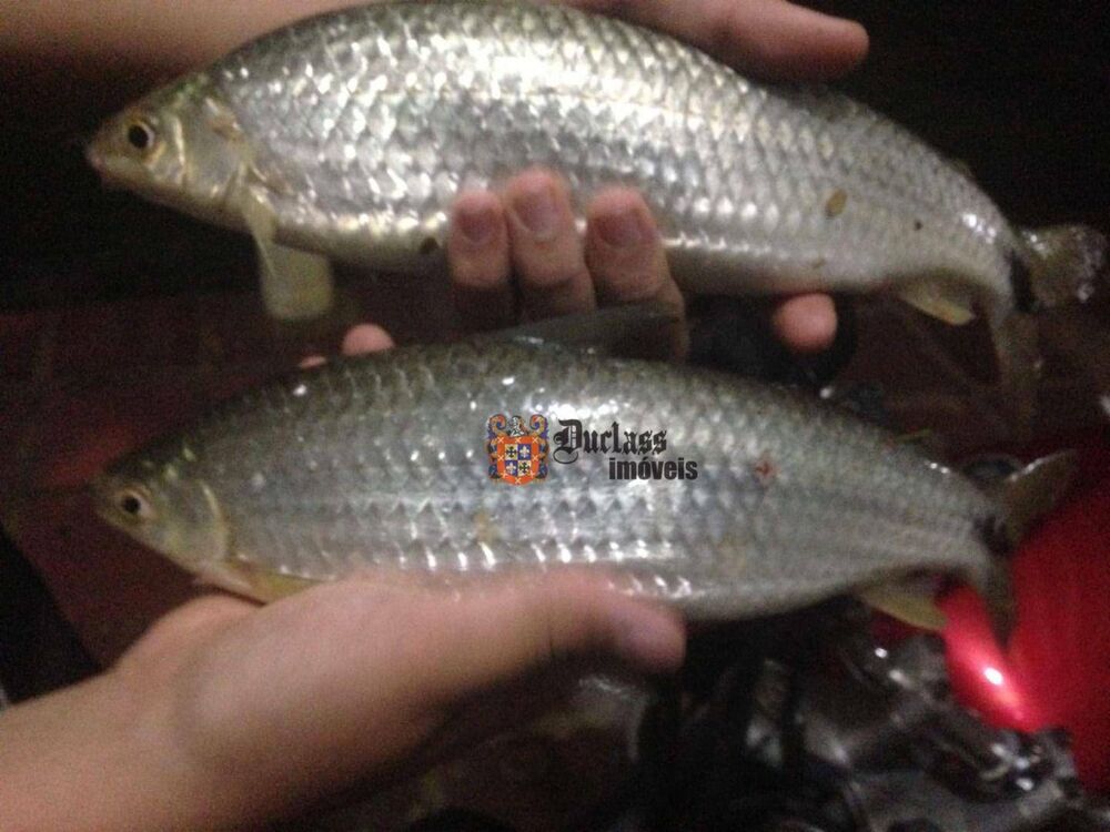 Chácara, 5 quartos, 2003 m² - Foto 11