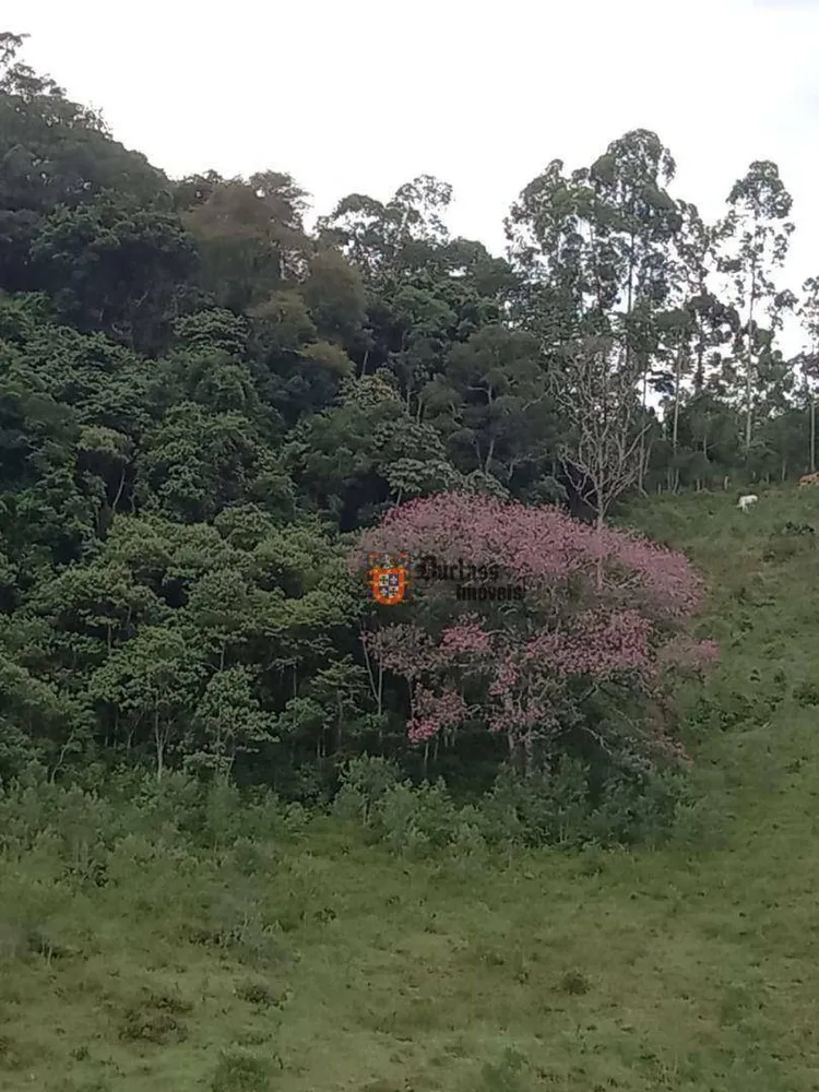 Sítio, 3 quartos, 4 hectares - Foto 3