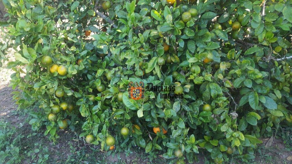 Chácara, 1 quarto, 1 hectares - Foto 10