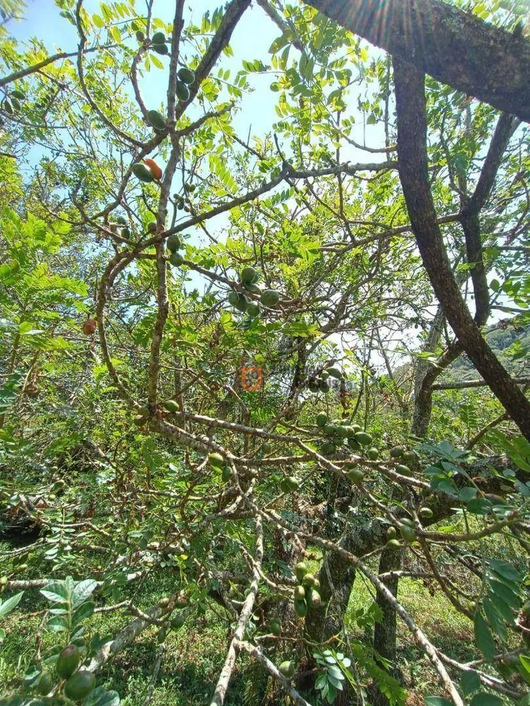 Sítio, 7 quartos, 8 hectares - Foto 4
