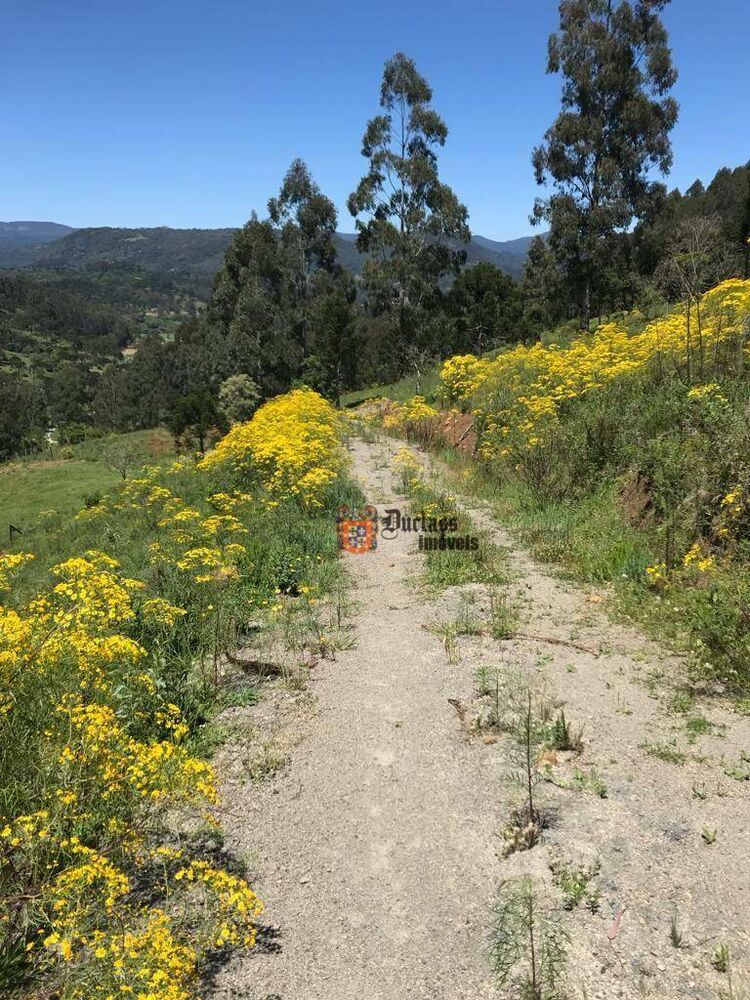 Sítio, 20 hectares - Foto 7